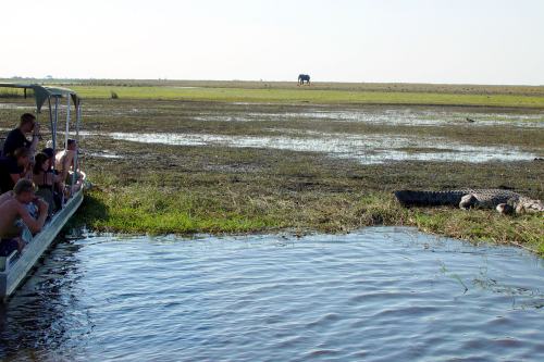 Chobe SL (8)